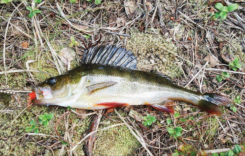 Feriehus - Töcksfors/Årjäng , Sverige - S73110 28