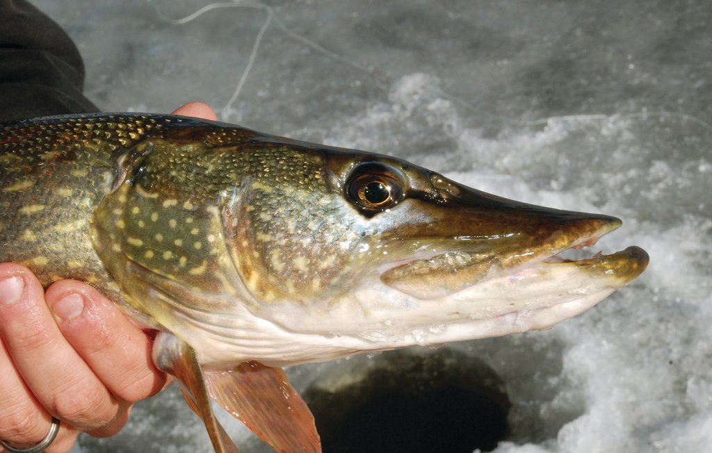 Feriehus - Töcksfors/Årjäng , Sverige - S73110 36