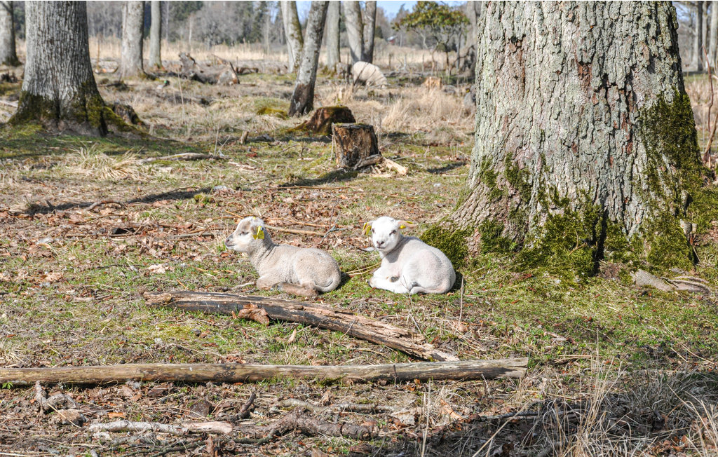 Lejlighed - Värmlands Säby , Sverige - S73230 16