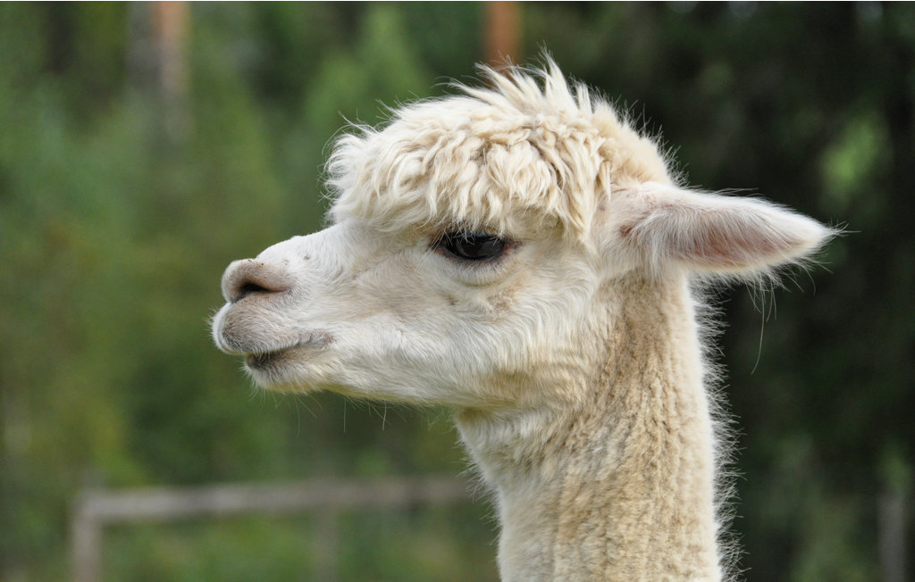 Feriehus - Sunne/Sätterstad , Sverige - S73168 15