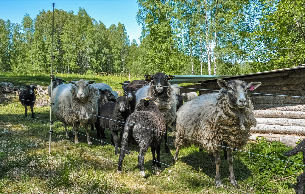 Feriehus - Lesjöfors , Sverige - S73200 16