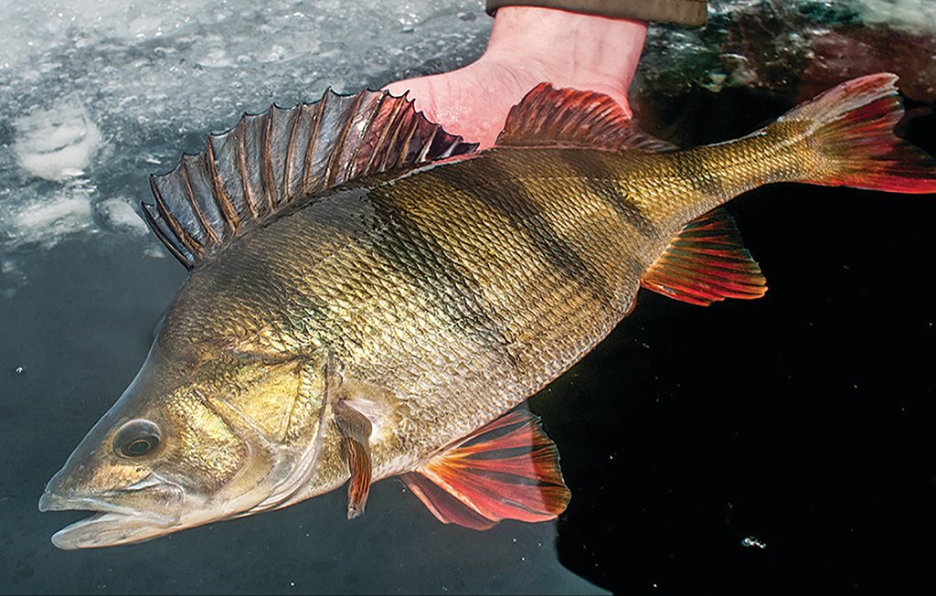 Feriehuse - Östra Viker , Sverige - S73126 35