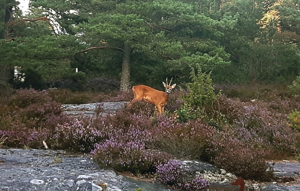 Feriehus - Hammarö , Sverige - S73098 12