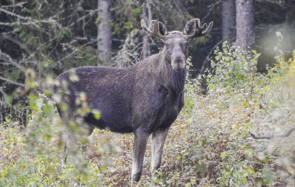 Feriehus - Årjäng , Sverige - S73113 14