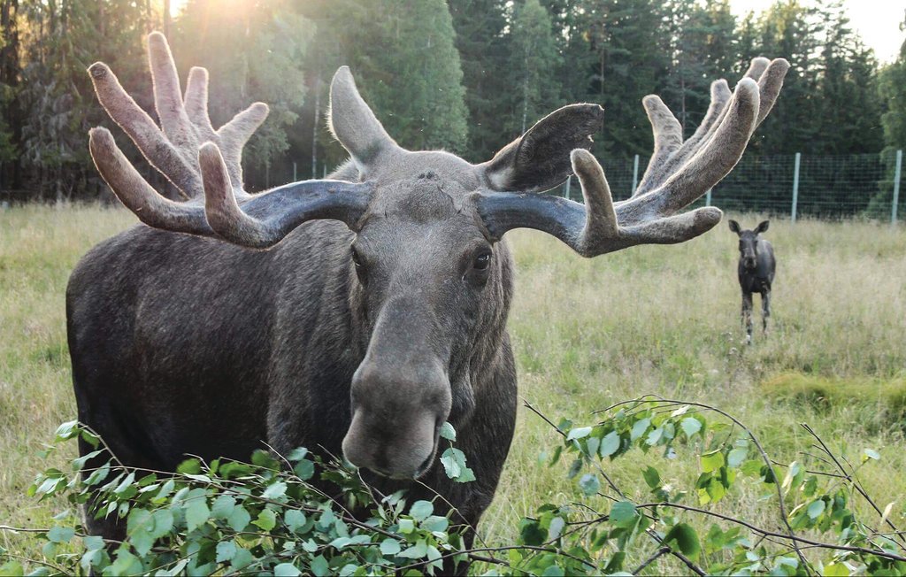 Semesterhus - Ekshärad , Sverige - S73149 16
