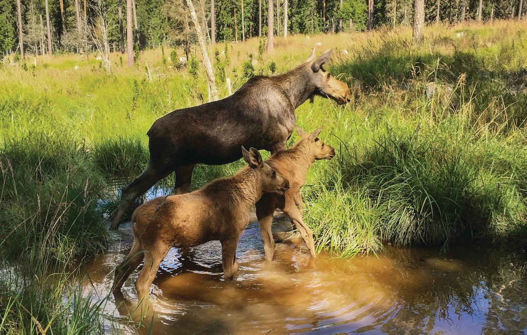 Semesterhus - Ekshärad , Sverige - S73149 17