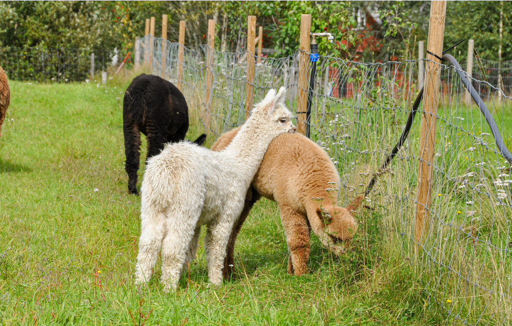 Feriehus - Sunne/Sätterstad , Sverige - S73168 17