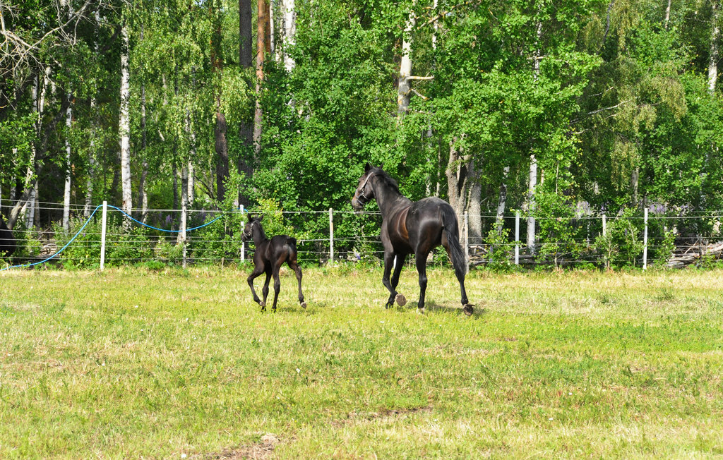 Feriehus - Hammarö , Sverige - S73305 9