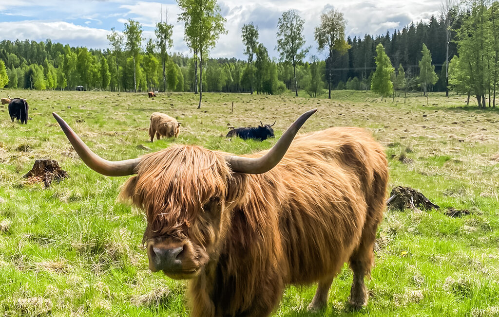Feriehus - Kil , Sverige - S73371 21