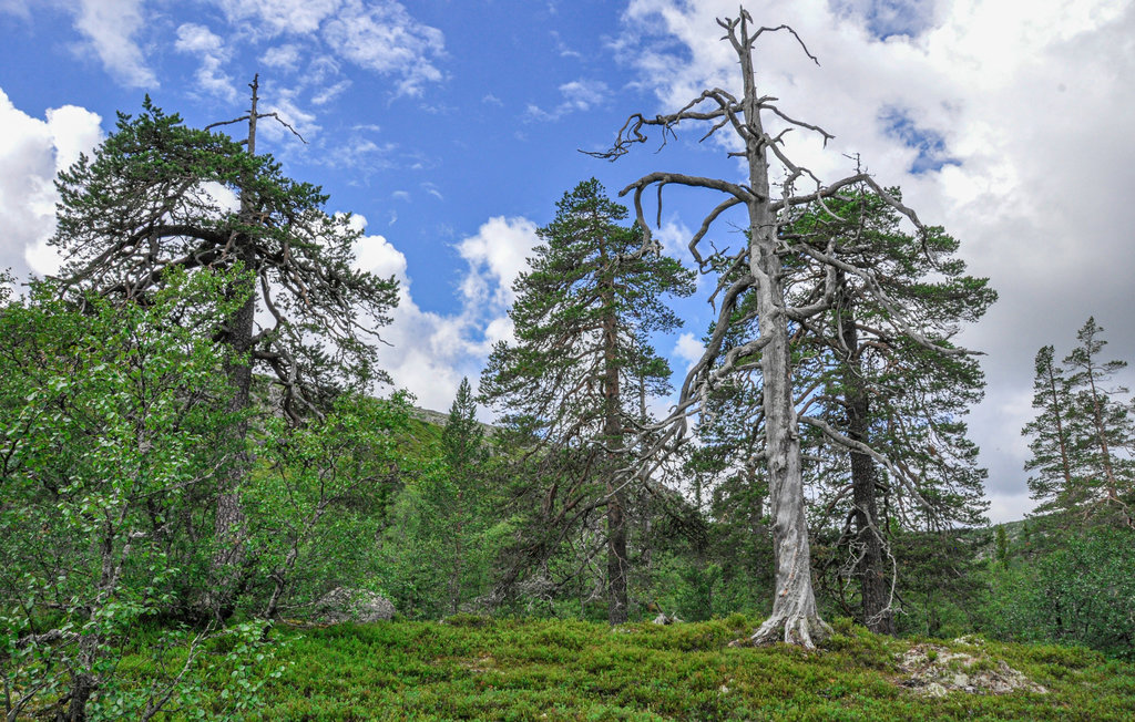 Semesterhus - Gördalen Fulufjället , Sverige - S84153 7