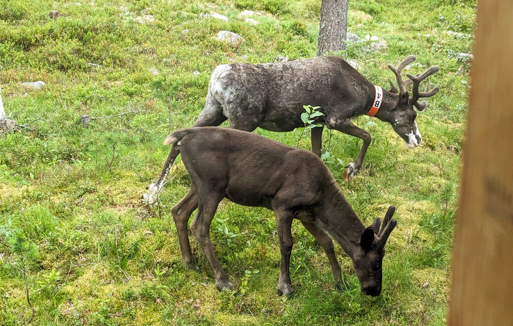 Feriehuse - Fjätervålen/Idre , Sverige - S84099 13