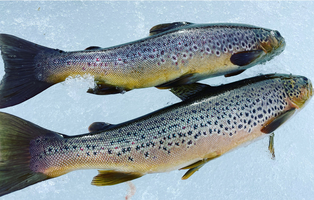 Ferienhaus - Huså , Schweden - S90083 34