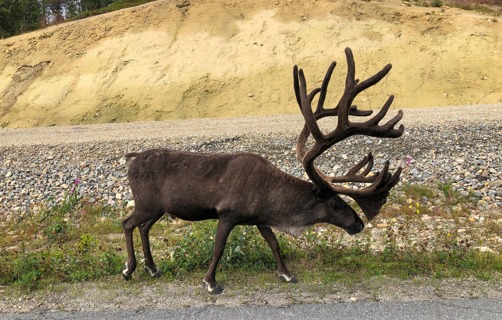 Feriehuse - Storhogna Vemdalen , Sverige - S90056 17