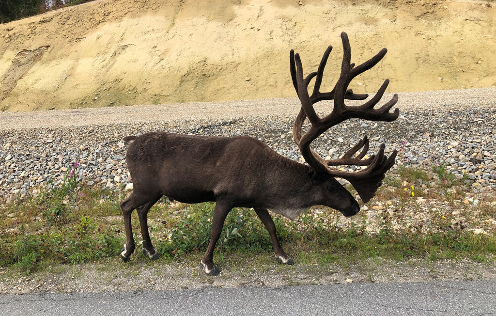 Feriehuse - Storhogna Vemdalen , Sverige - S90059 15