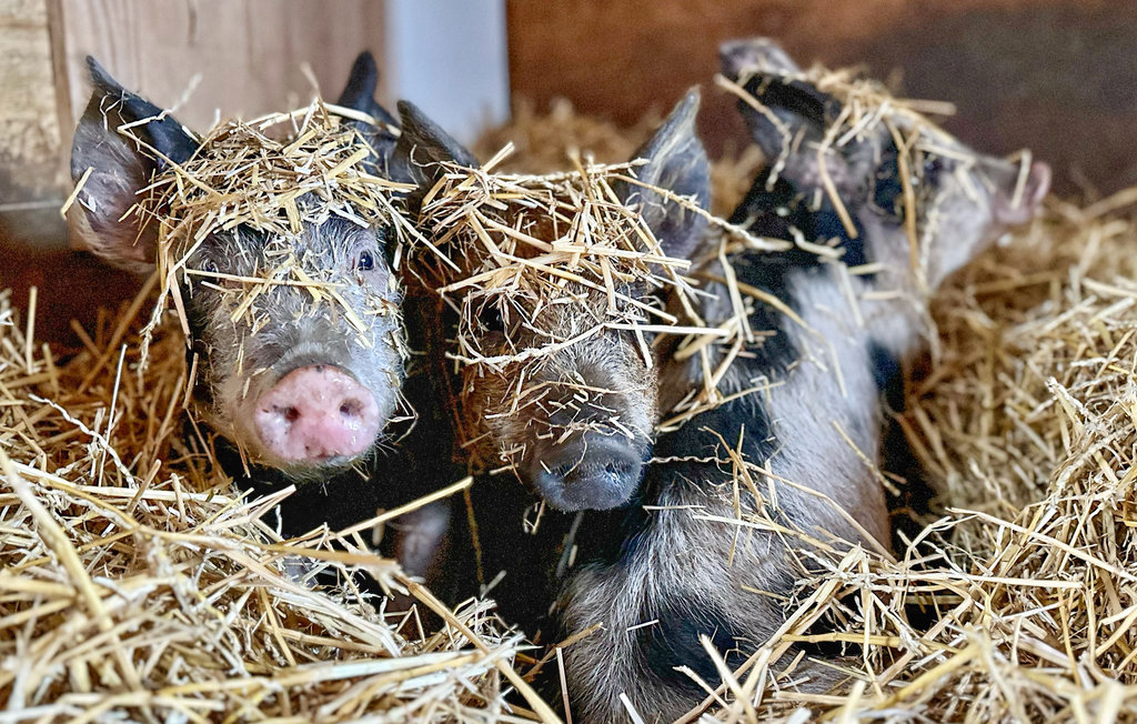 Feriehuse - Strömsund , Sverige - S90089 19
