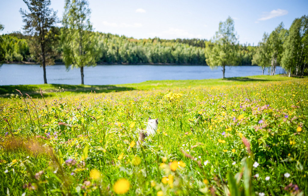 Feriehuse - Vindeln , Sverige - S95087 12