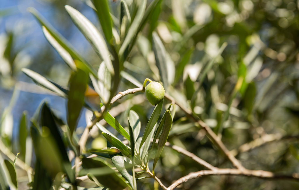 Ferienwohnung - Portoroz-Lucija , Slowenien - SCR312 7