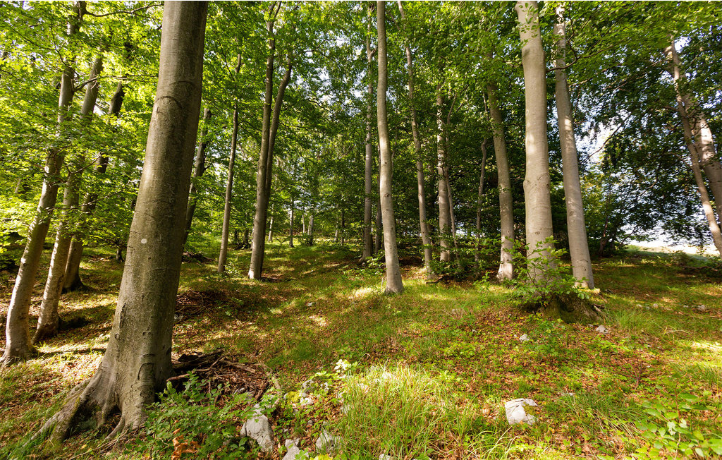 Ferienwohnung - Col , Slowenien - SCR339 13