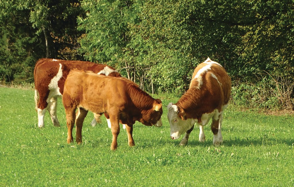 Ferienhaus - Luce , Slowenien - SSR144 13