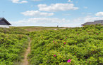 Ferienhaus - Vorupør , Dänemark - B18106 17