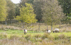 Feriehus - Holme Å Hytteby , Danmark - B3421 22