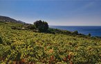 Feriehus - Peljesac-Postup , Kroatia - CDP253 31
