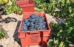 Feriehus - Peljesac-Postup , Kroatia - CDP253 29