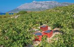 Feriehus - Peljesac-Postup , Kroatia - CDP253 28