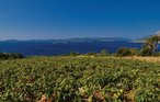 Feriehus - Peljesac-Postup , Kroatia - CDP253 30