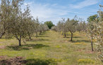 Feriehus - Vodnjan , Kroatia - CIC982 21