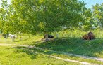 Ferienhaus - Umag-Plovanija , Kroatien - CIU531 44