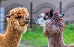 Ferieleilighet - Alpaka 3 Ferienwhg.- Schmatzin , Tyskland - DMV921 33