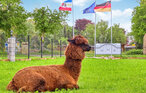Ferieleilighet - Alpaka 3 Ferienwhg.- Schmatzin , Tyskland - DMV921 36