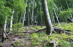 Feriehus - Extertal-Rott , Tyskland - DWE118 11