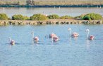 Feriehus - Santa Pola , Spania - EBL003 19