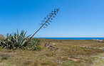 Semesterlägenhet - Morlanda Cala Morlanda , Spanien - EML569 25