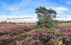 Feriehus - Otterlo , Nederland - HGE078 16