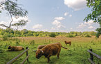 Feriehus - Marienberg , Nederland - HOV220 23