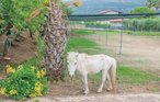 Ferieleilighet - Ricadi , Italia - IKK388 18