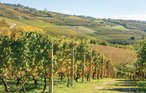 Ferienhaus - Barolo - Langhe , Italien - IPL128 27