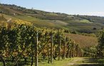 Ferieleilighet - Cisterna d'Asti , Italia - IPL101 26