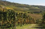 Ferienwohnung - Cisterna d'Asti , Italien - IPL102 24