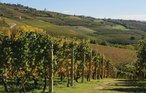 Ferieleilighet - Cisterna d'Asti , Italia - IPL101 24