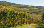 Ferienhaus - San Marzano Oliveto , Italien - IPL015 7