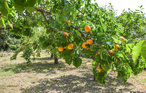 Location de vacances - Palazzolo Acreide , Italie - ISC327 10