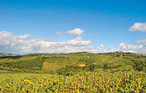 Semesterlägenhet - Greve in Chianti , Italien - ITC142 21