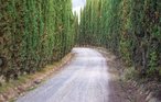 Feriehus - Capannoli , Italia - ITP262 27