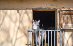 Ferienwohnung - Monterchi , Italien - ITR080 32