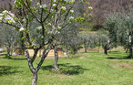 Feriehus - Marliana , Italia - ITT357 11