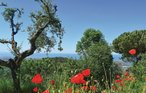 Feriehus - Capezzano Pianore , Italia - ITV960 18